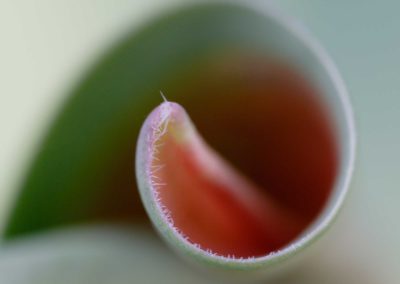 Detail tulipanu - vondra.cz