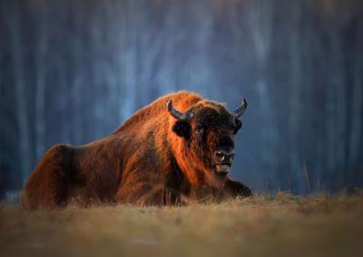 Zubr evropsky 4 • vondra.cz